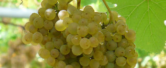 La Elaboración de un Blanco Joven