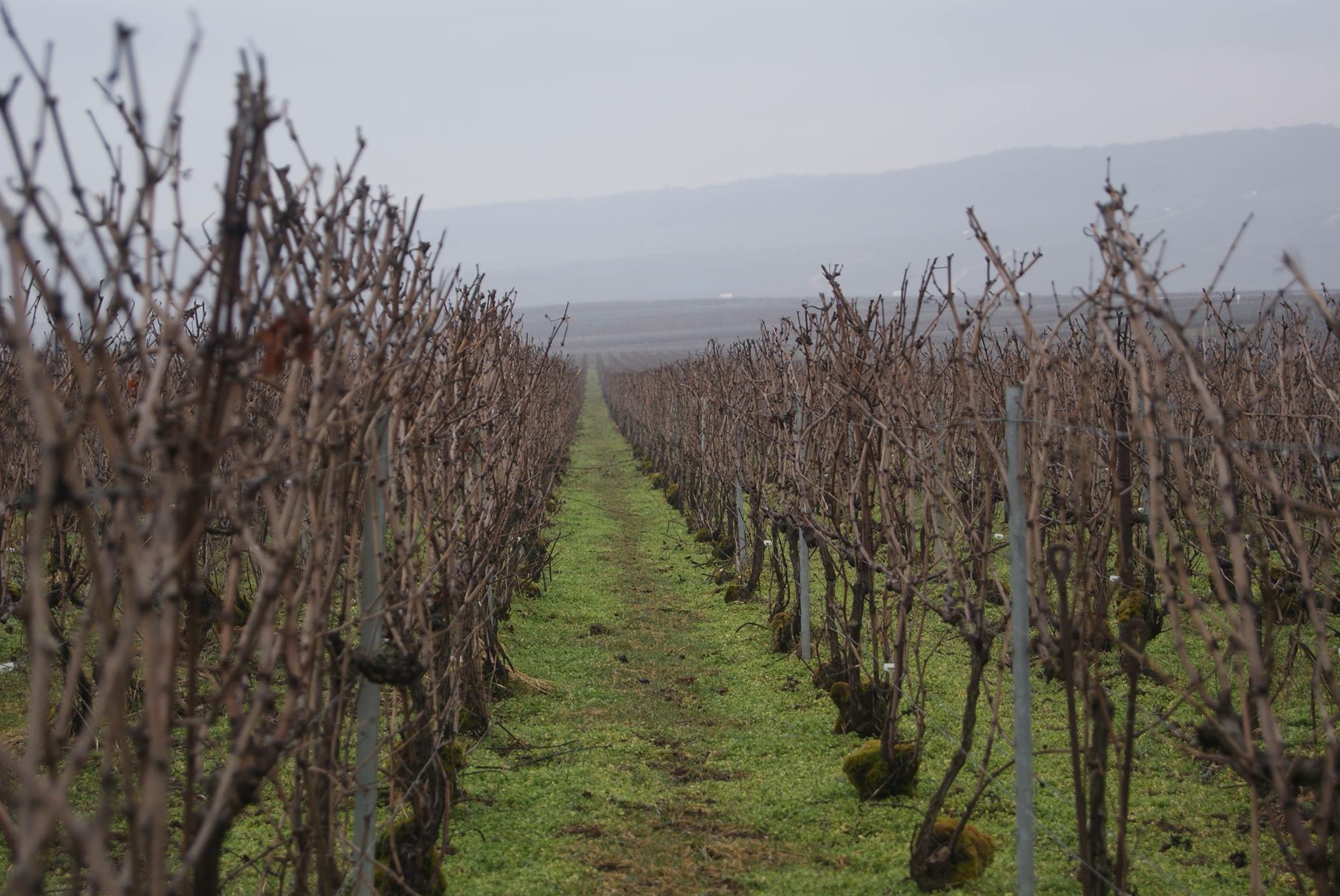 Champagne + Biodinámica = Champagnes Vivos