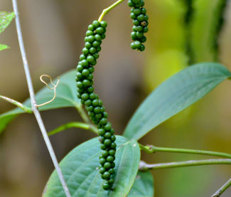 ¿Qué son los botánicos en coctelería? 