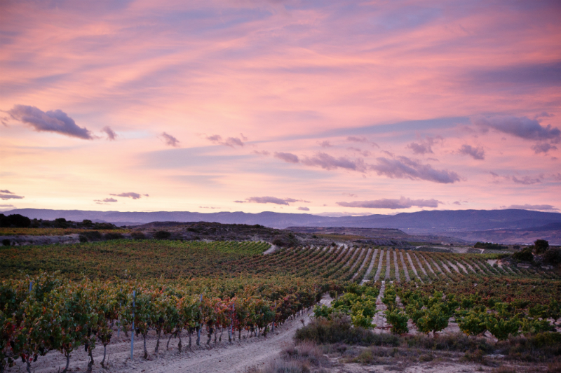 Viñedo Bodegas Palacio