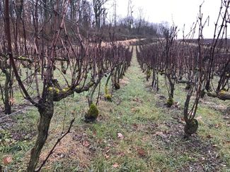 A vueltas con el Terroir
