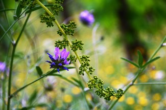 Primavera en Cavalandia