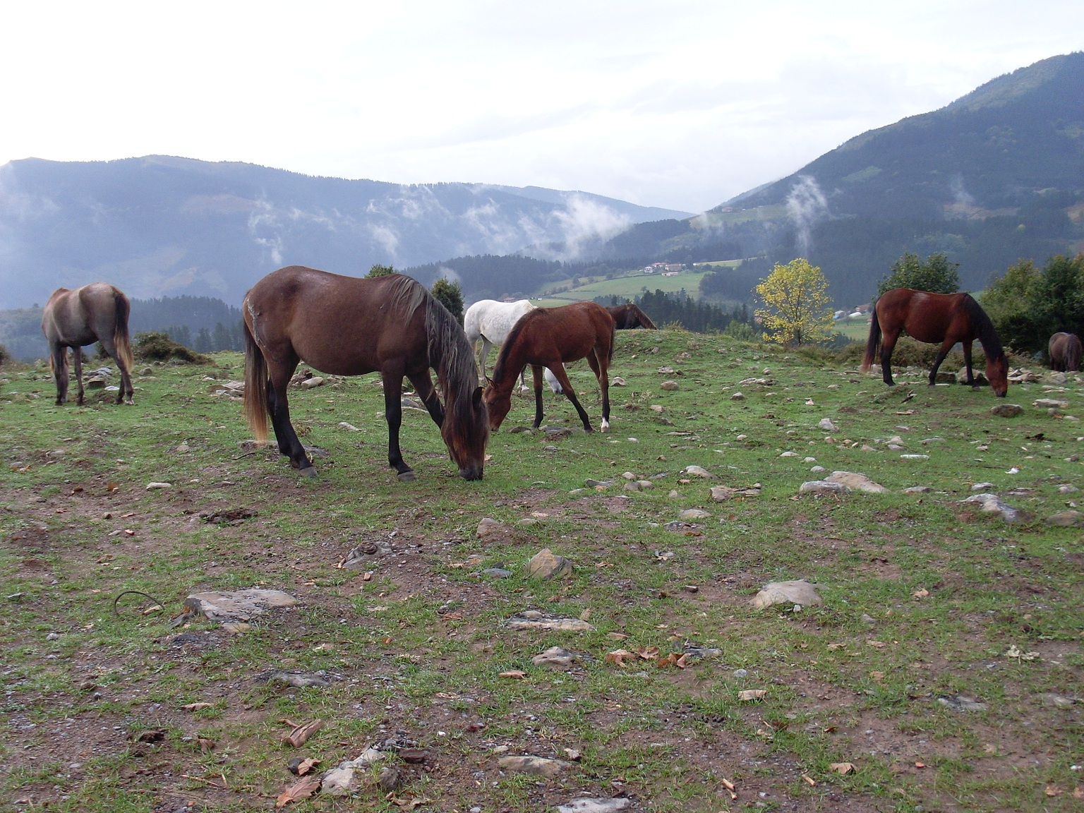 El Arado de una Viña con Caballo en Champagne