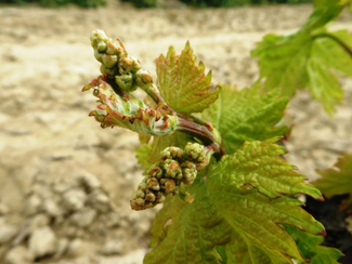 El Ciclo de la Vid-a