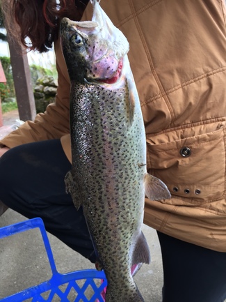Trucha pescada