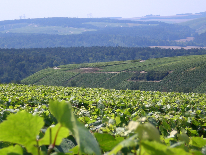 La Energética Pinot Noir de la Cote des Bar