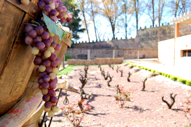 Museo del Vino de Campo de Borja