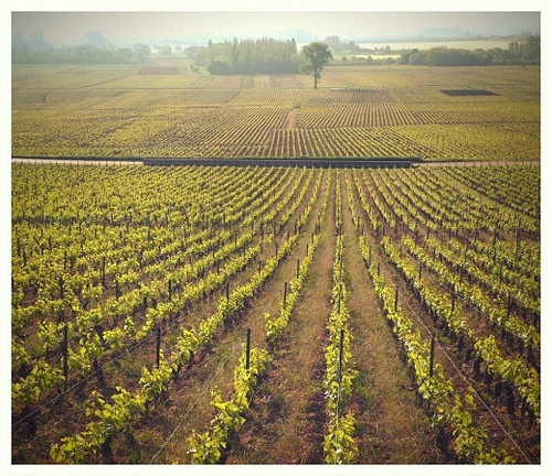 Grand Cru y Premier Cru de Champagne
