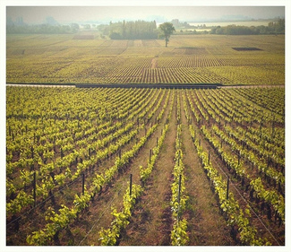 Grand Cru y Premier Cru de Champagne