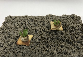 Bubalo con anchoas y tomate