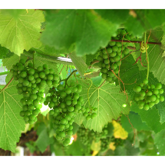 Bodega Adegas Moure Abadía da Cova