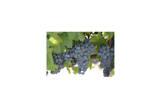 En tempranillo llegan las vacaciones