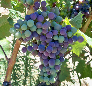 Los colores del envero