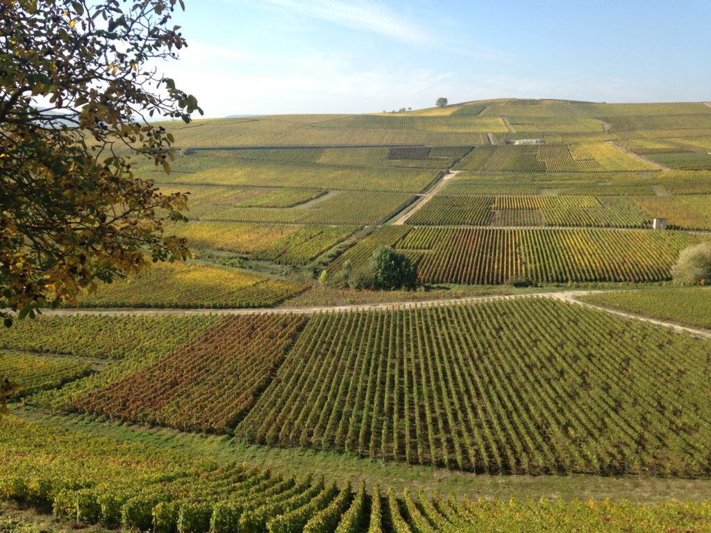 ¿Sabes que son los Coteaux Champenois?