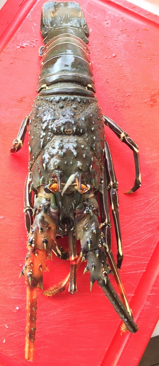 El bicho