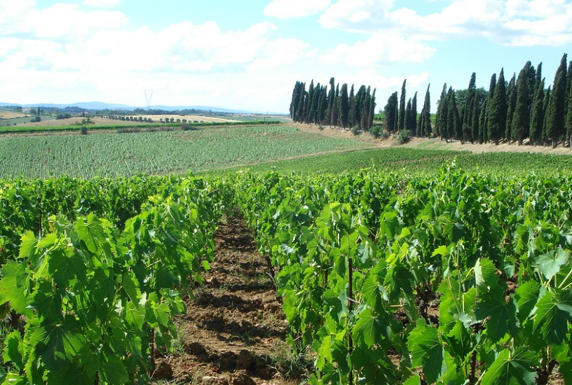 Viñedos Italia