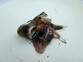Chipirones marinados con salmuria e hinojo