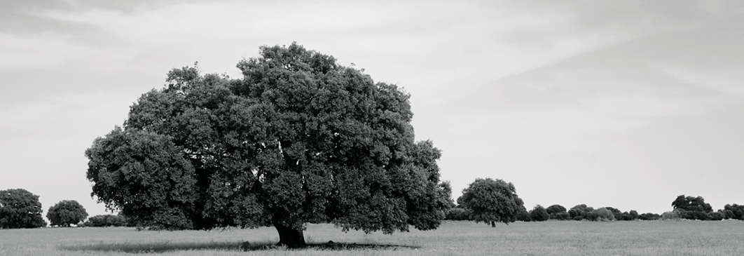 Visita de foreros Verema a Dehesa de Luna