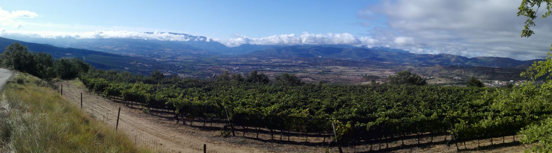 Vistas de parte de las viñas y la bodega