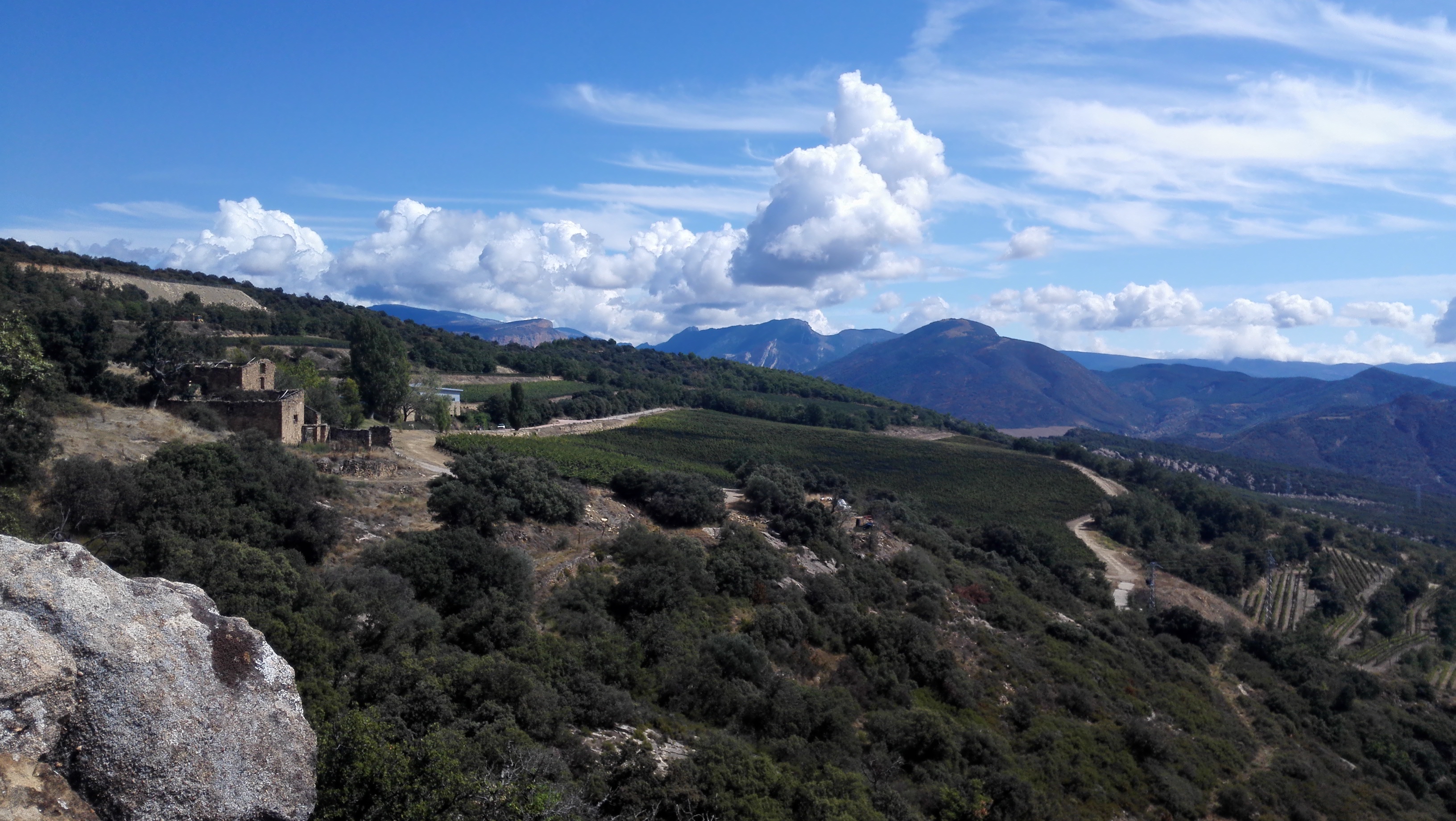 Vistas de parte de las viñas y la bodega