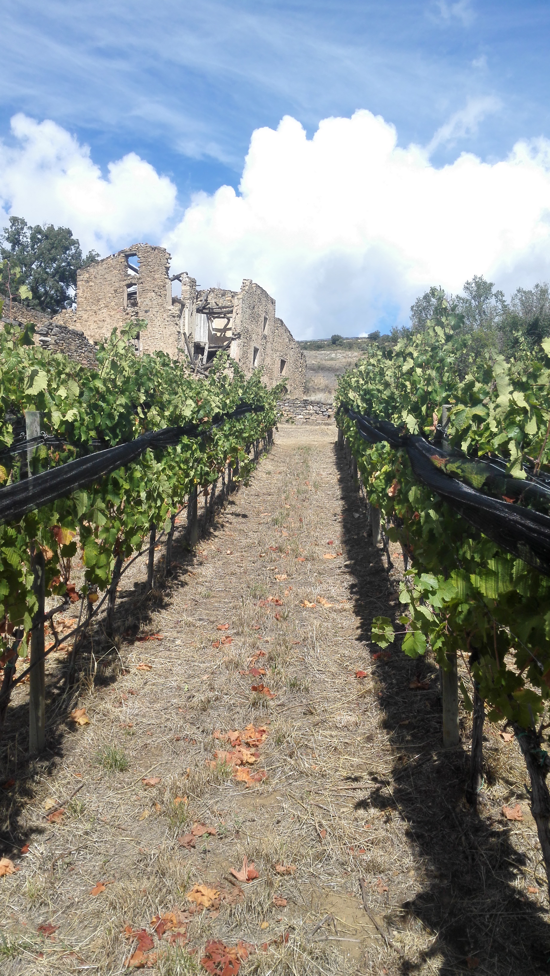 Viñas de Riesling