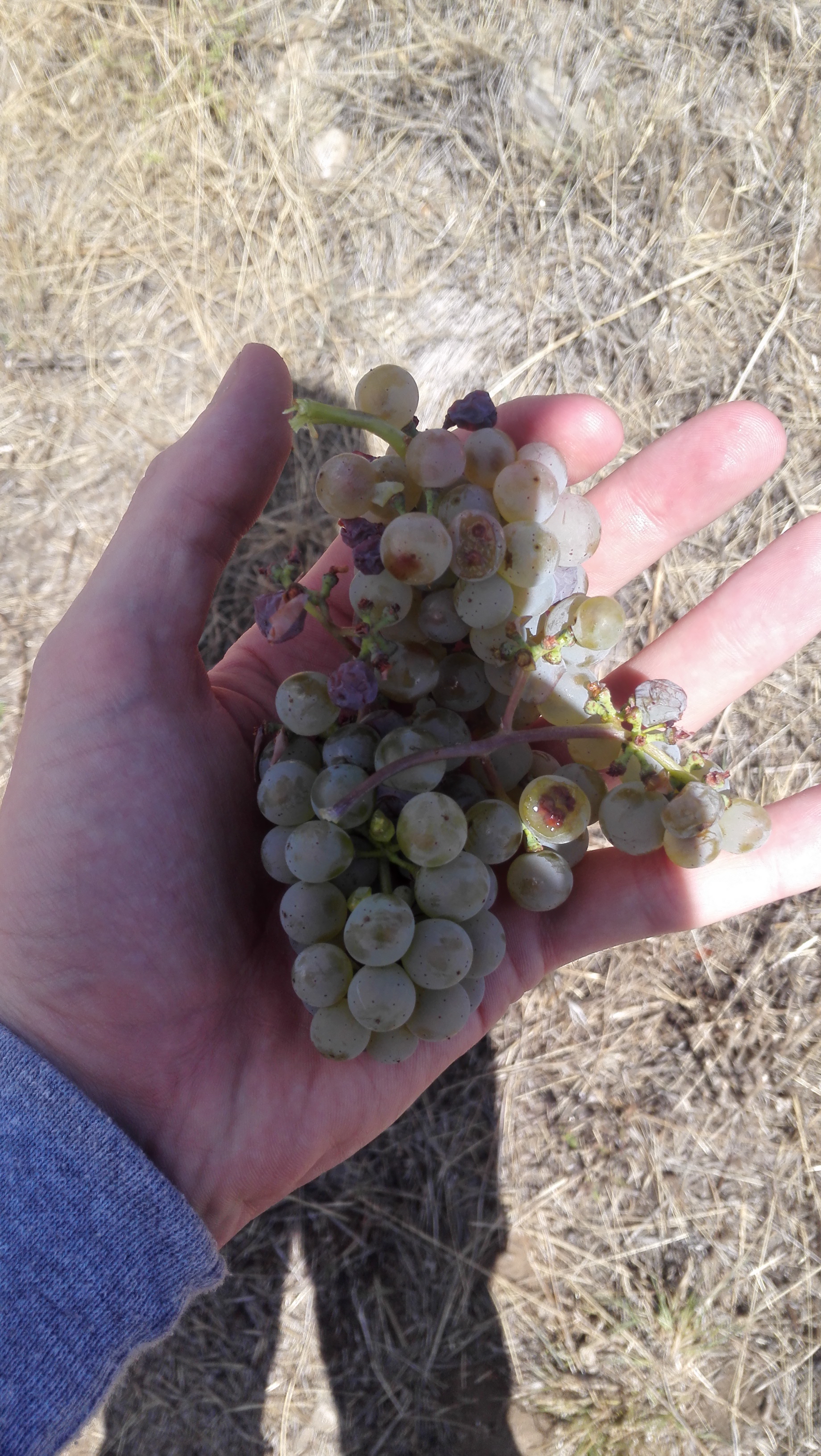 Riesling