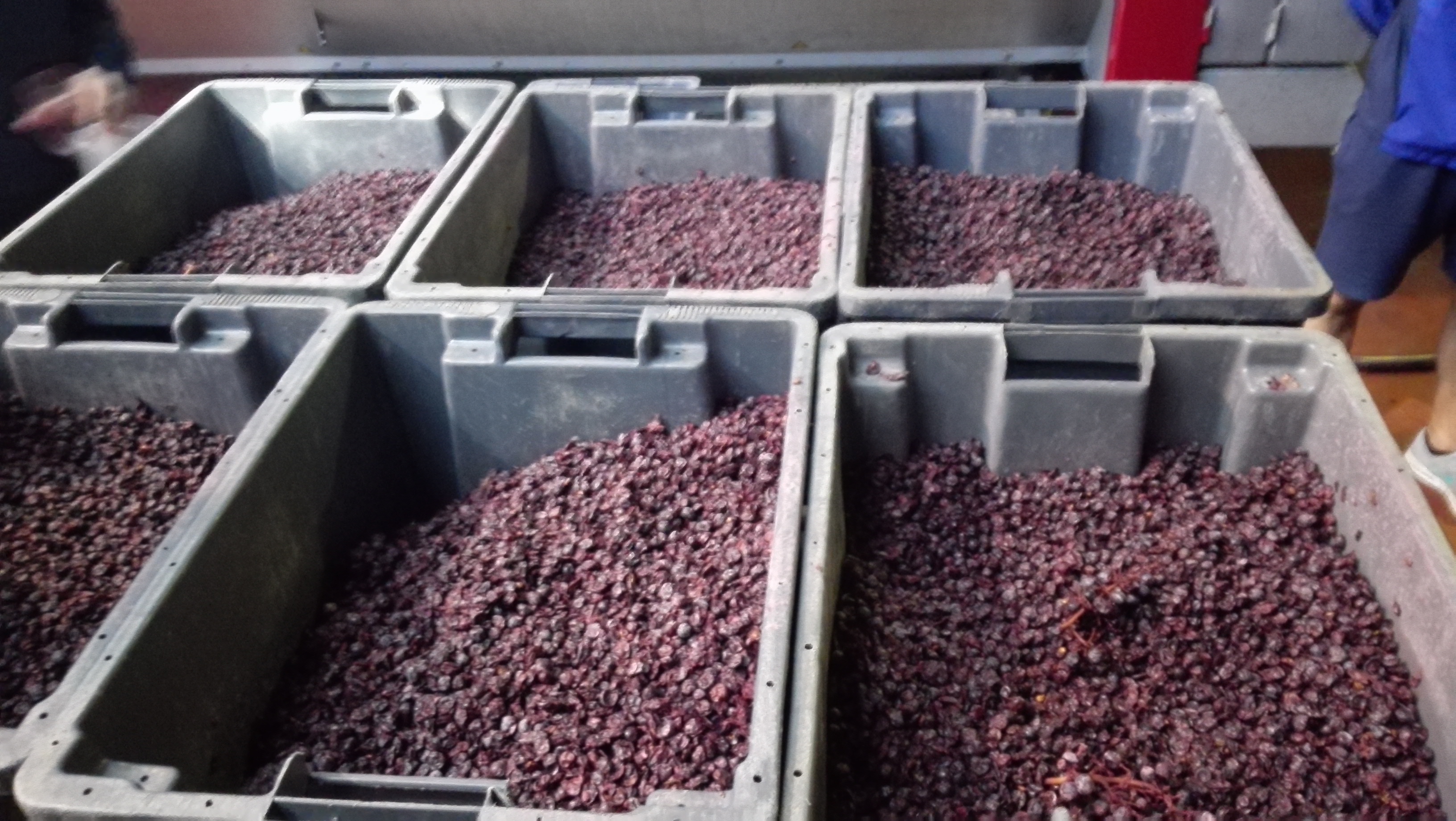 Uvas post maceración
