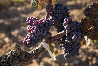 La Familia Torres celebra el regreso al Penedès de la moneu, variedad ancestral recuperada