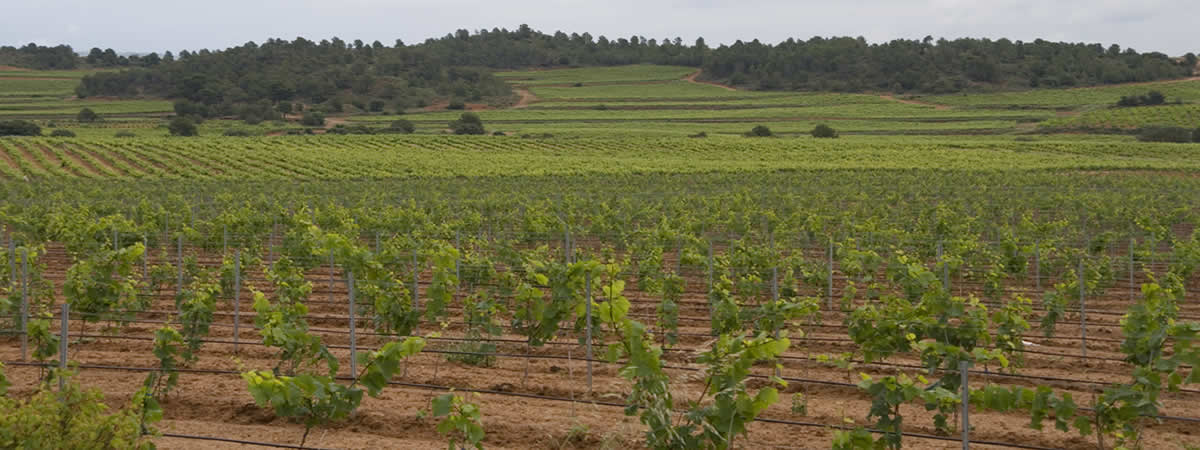 El cava valenciano entra en Madrid