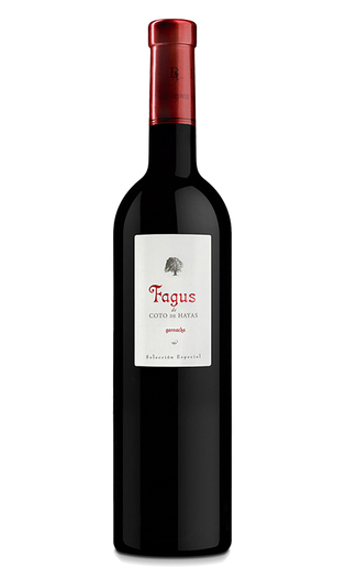 Fagus de coto de hayas 2014