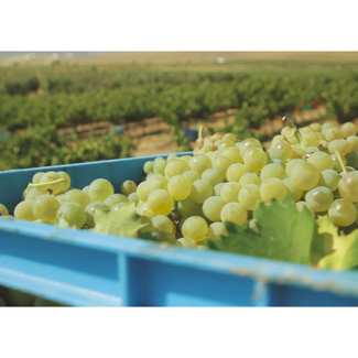 Acarreo a la pasera de la Finca El Alcaudon