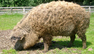 cerdo mangalica de Hungria