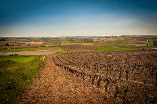 El New York Times recomienda que visites la Ribera del Duero