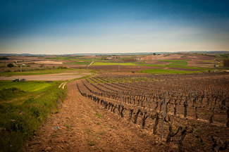 El New York Times recomienda que visites la Ribera del Duero