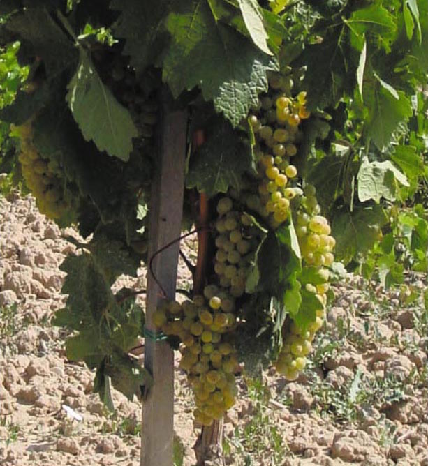 Nivarius la nueva mirada de los blancos en Rioja