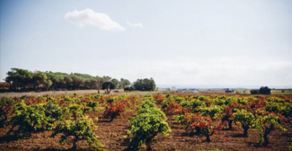 Un vino de crowdfunding hecho de uvas en peligro de extinción