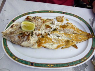 Bocinegro a la espalda