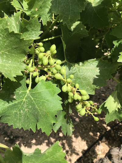 Desborre- Ciclo Vegetativo de la vid. 