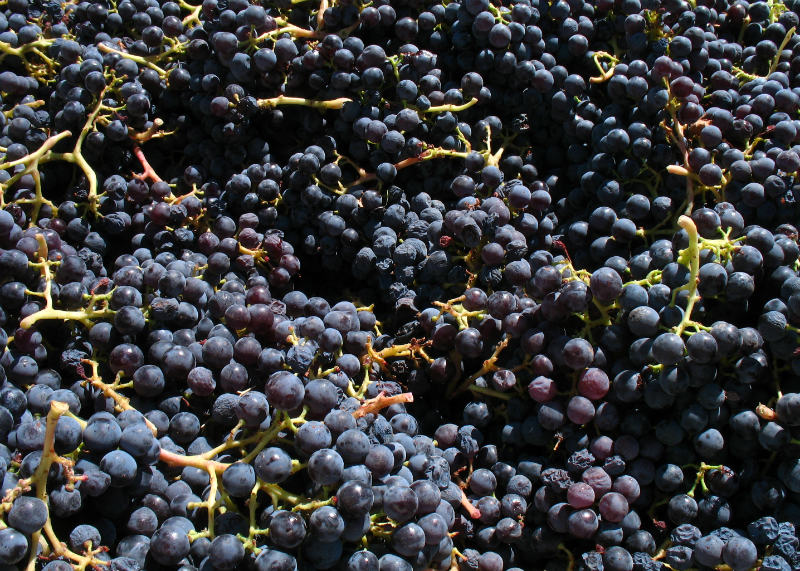 Garnachas de Campo de Borja. Almas de terroir