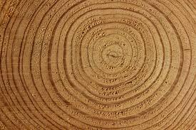 Generalidades del la madera sobre el vino. 2ª Parte