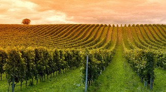 Las ventas de las Bodegas de la Rioja caen un 8% en el primer semestre del año 