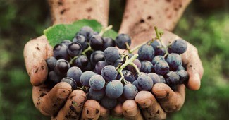 ¿Legislar sobre "vinos naturales" ?
