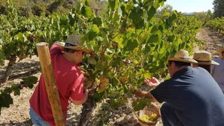 Once bodegas de cava celebran la vendimia con actividades enoturísticas