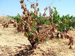 Identificado el hongo que ataca el viñedo del Marco de Jerez