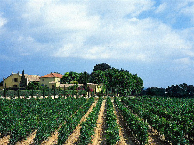 Un año más, la Denominación de Origen Cava pone en marcha el sistema de verificación de la vendimia del cava.  