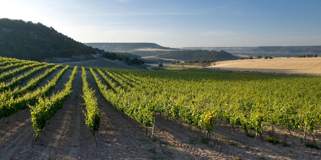 Ribera del Duero lanza un nuevo sistema de comunicación directa con sus viticultores