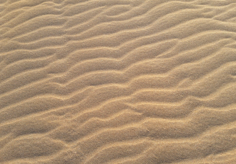 La Filoxera: el polizón americano que arrasó Europa