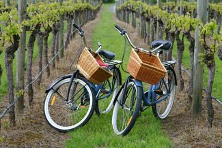 Bodegas para hacer enoturismo en temporada de vendimia
