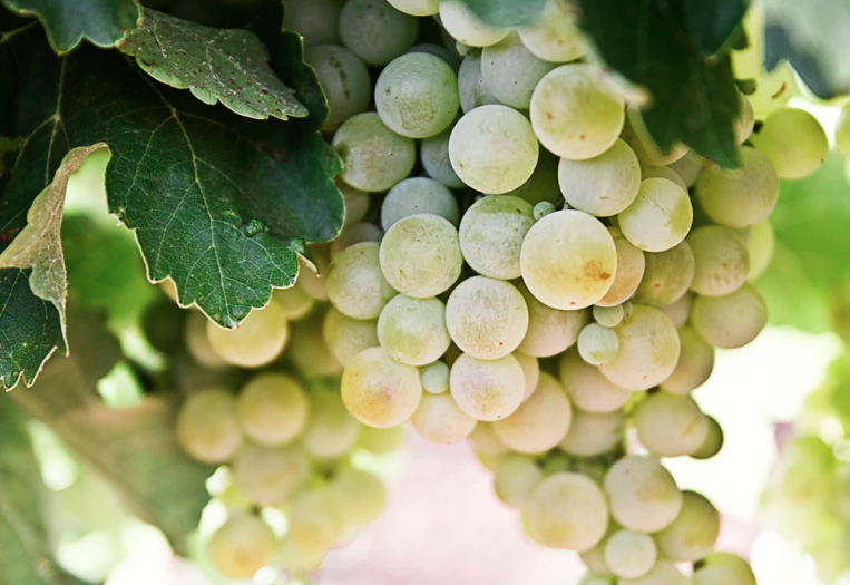 Bajan las ventas de los vinos amparados por el Consejo Regulador de Jerez y Manzanilla