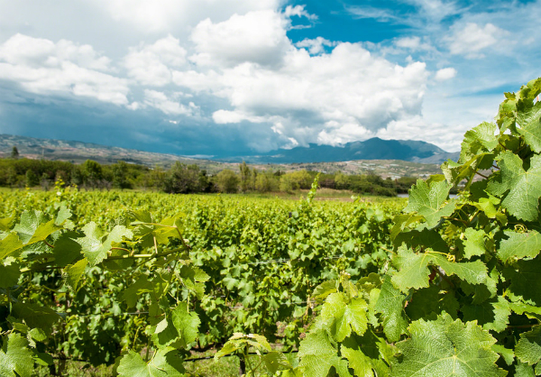 Noviembre acogerá  el 41º Congreso Mundial de la Viña y el Vino en Uruguay